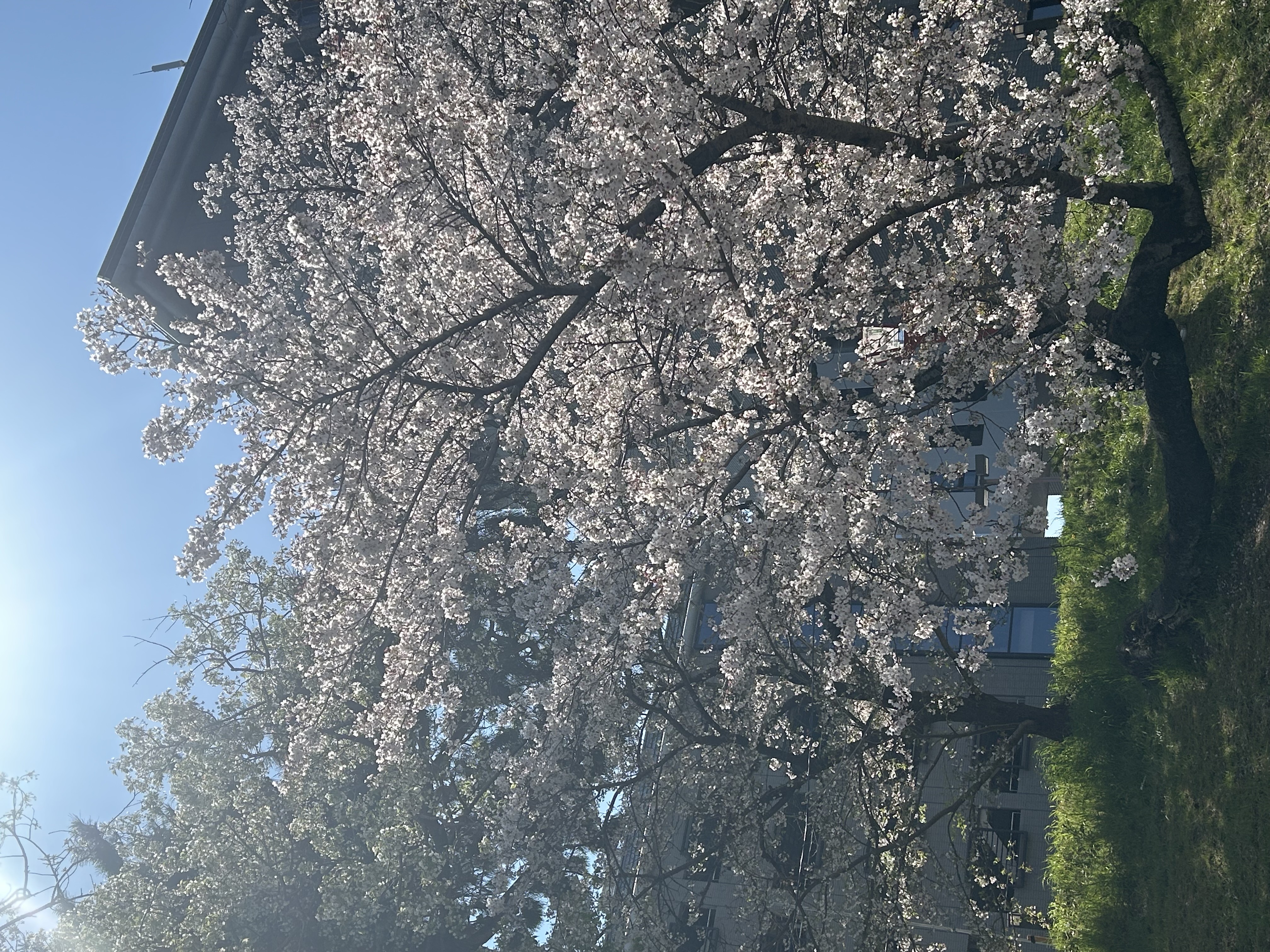 在Okazaki的Sakura Festival